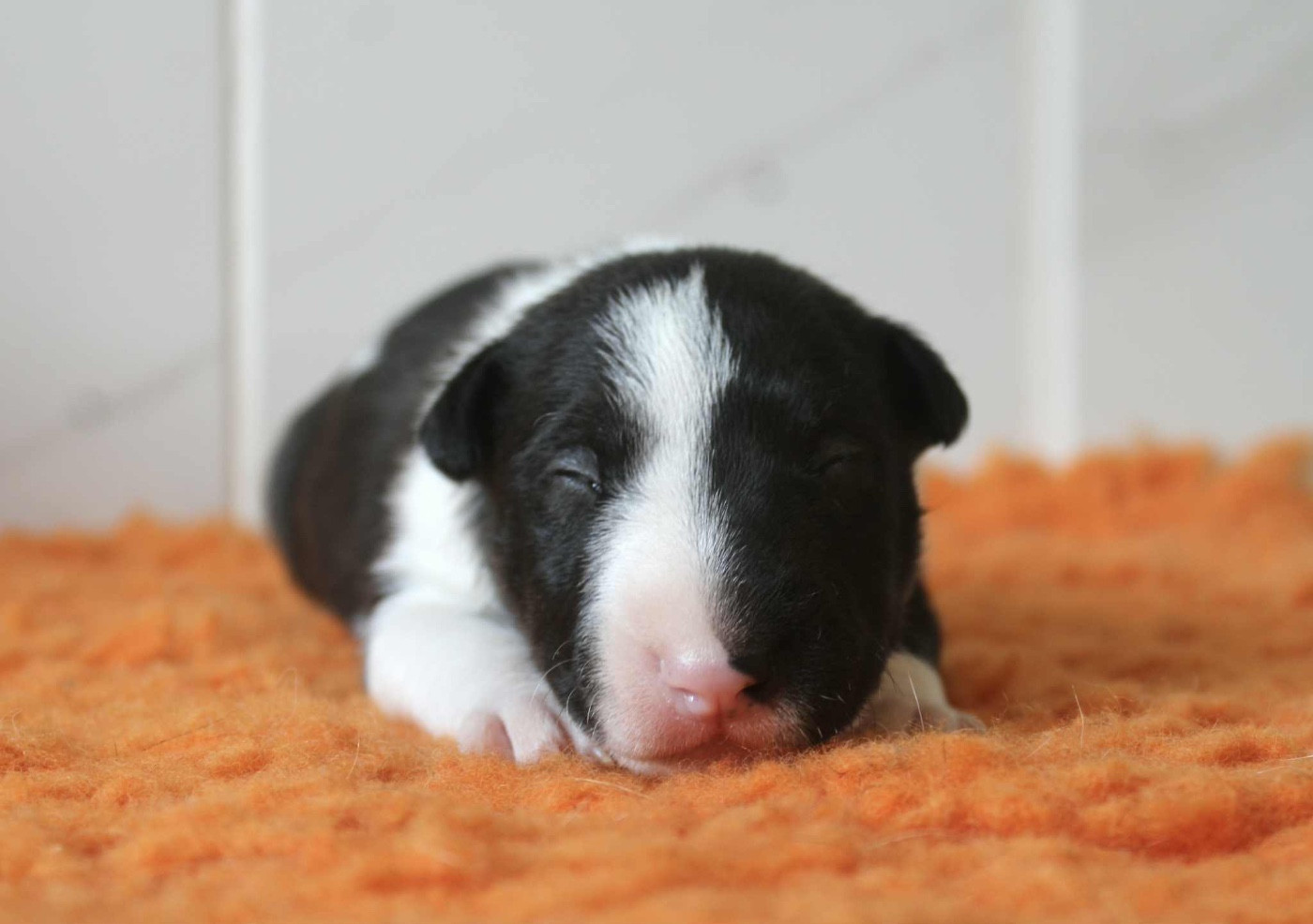 Apollon Aka Albert du domaine des démons breton