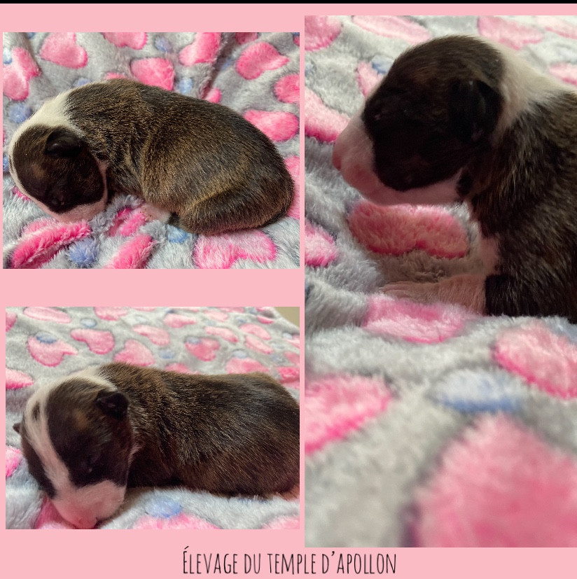 Du Temple D’Apollon - Bull Terrier Miniature - Portée née le 16/01/2026