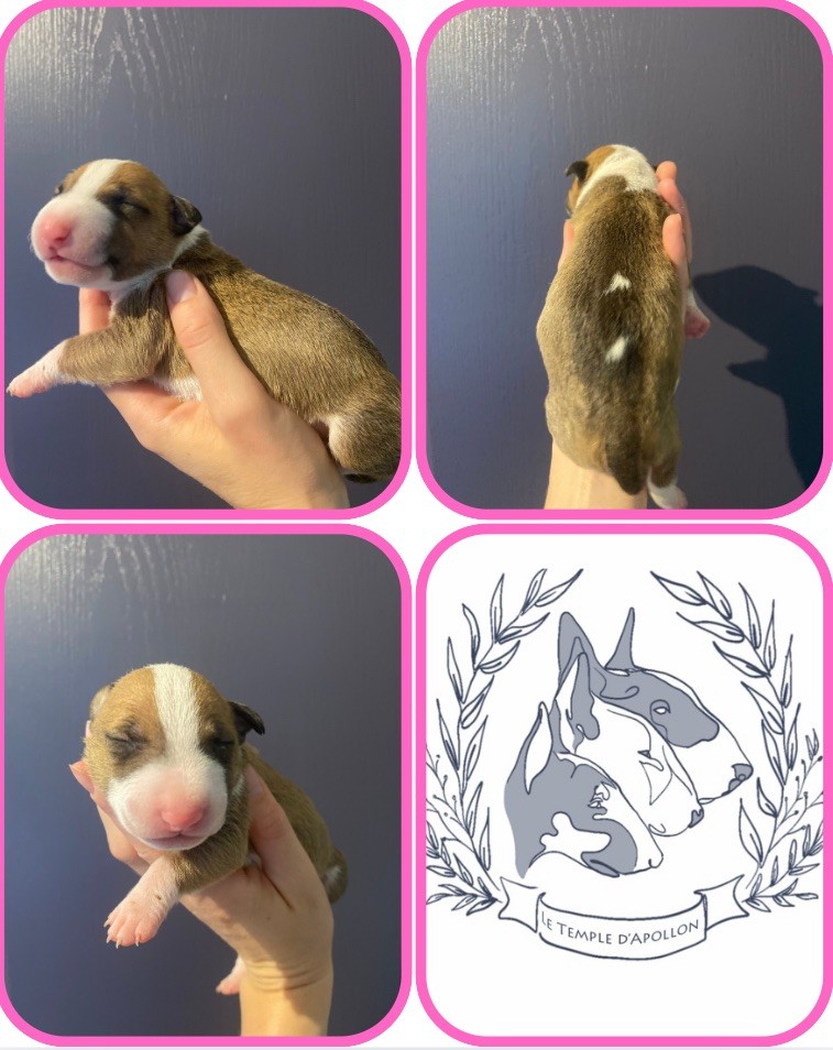 Du Temple D’Apollon - Chiots disponibles - Bull Terrier Miniature