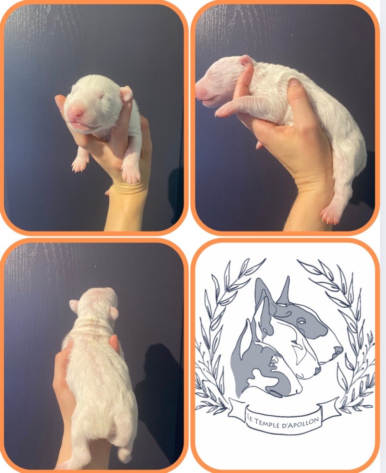Du Temple D’Apollon - Chiots disponibles - Bull Terrier Miniature