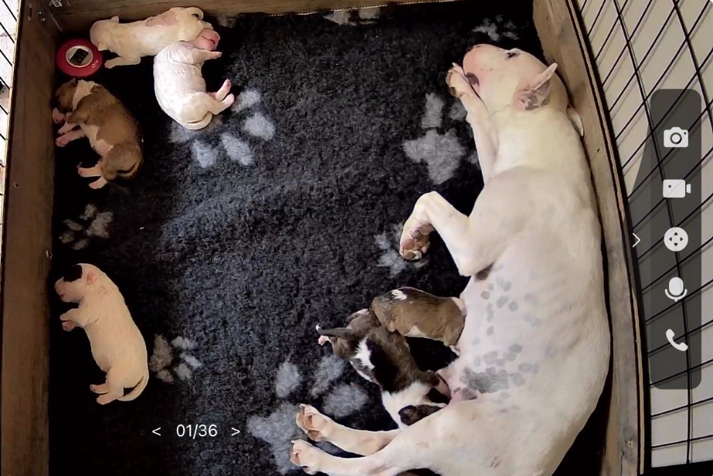 Chiot Bull Terrier Miniature Du Temple D’Apollon