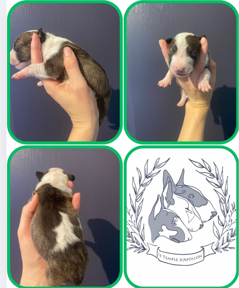 Du Temple D’Apollon - Chiots disponibles - Bull Terrier Miniature