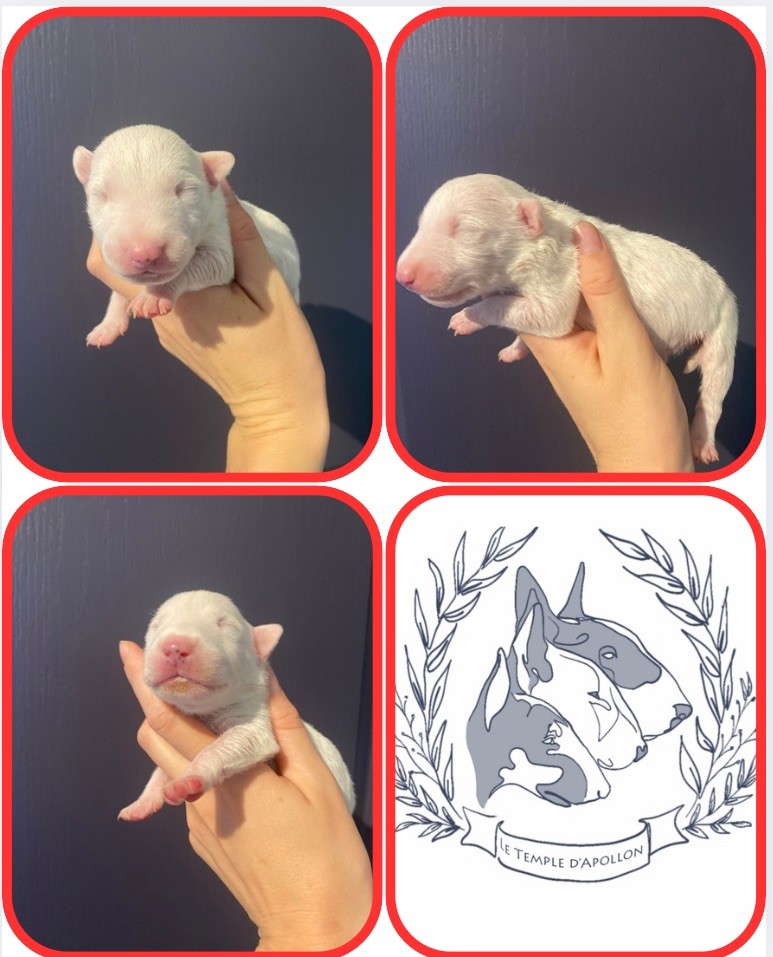 Du Temple D’Apollon - Chiots disponibles - Bull Terrier Miniature